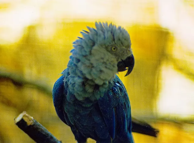 Spix's macaw