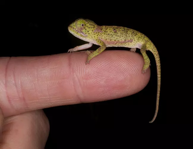 Baby chameleon on finger