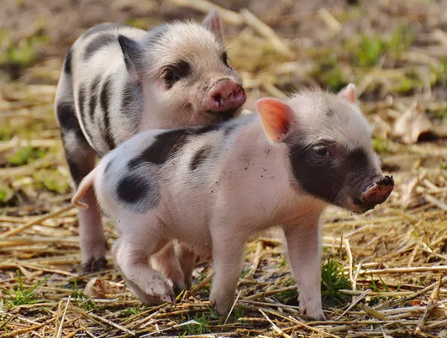 Baby pigs