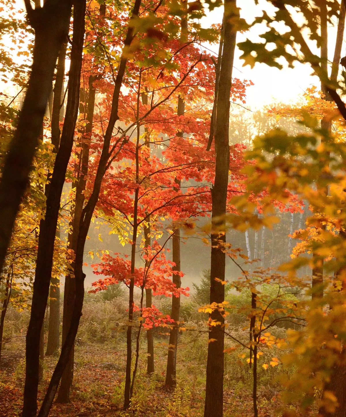 Qubec in autumn - Canada