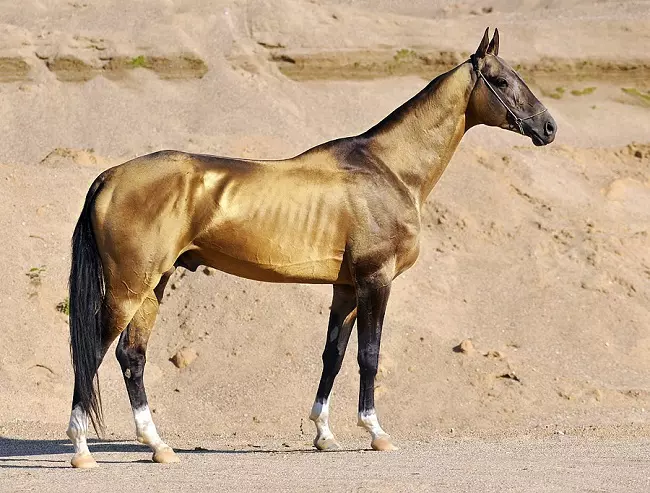 Akhal-teke horse