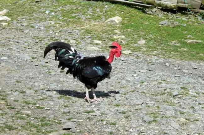 Transylvanian naked neck chicken