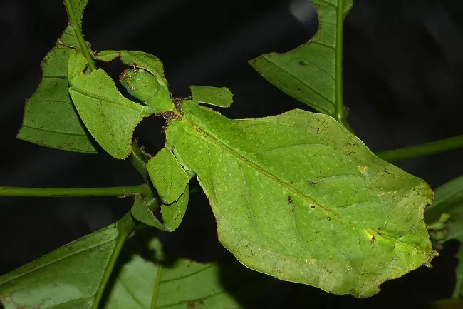 Leaf insect on a leaf