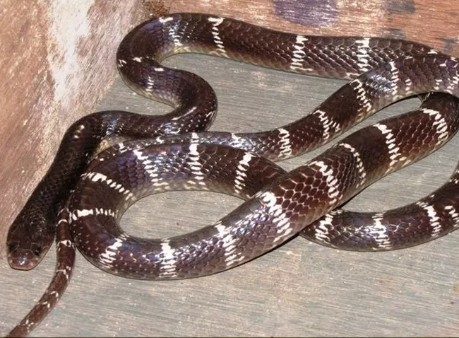 Common krait - Bungarus caeruleus