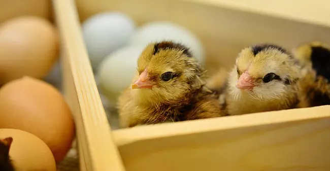 Freshly hatched chicks