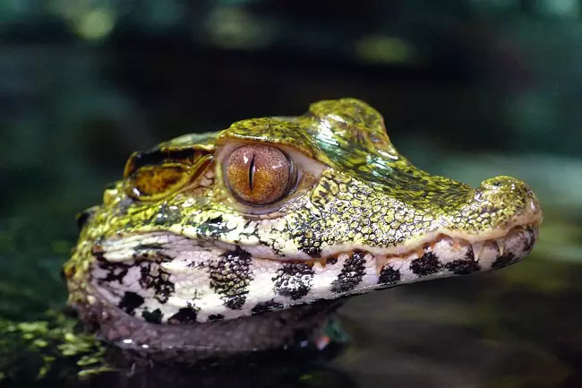 Baby alligator