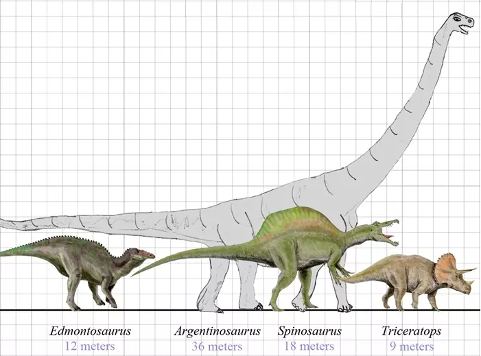 Size of some dinosaurs - Triceratops, Edmontosaurus, Spinosaurus and Argentinosaurus - scale diagram