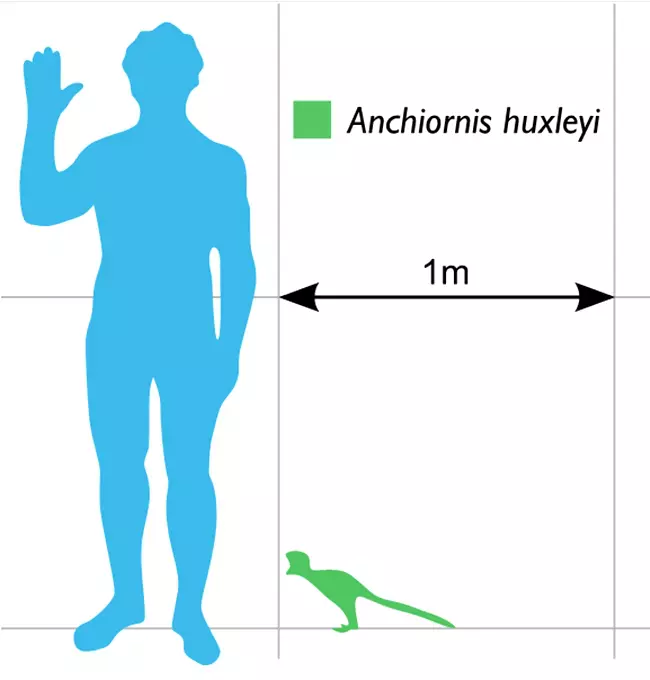 Size of the dinosaur Anchiornis huxleyi compared with a human