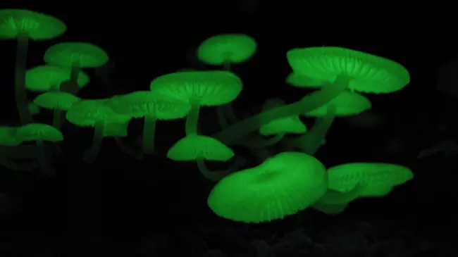 Glowing mushroom