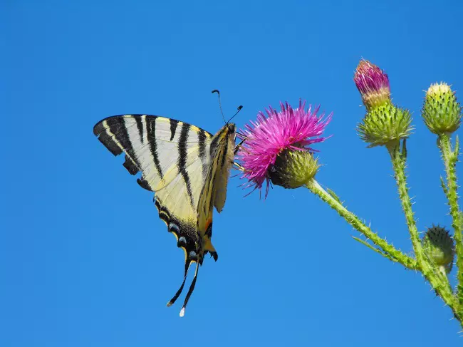 Butterfly feeding on a plant