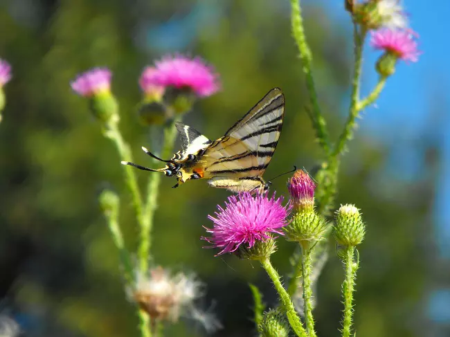 Butterfly feeding on a plant