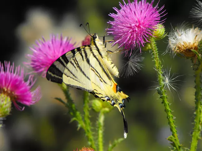 Butterfly feeding on a plant