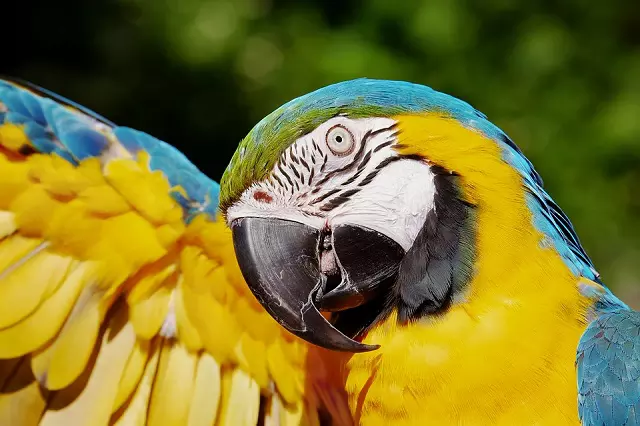 Macaw