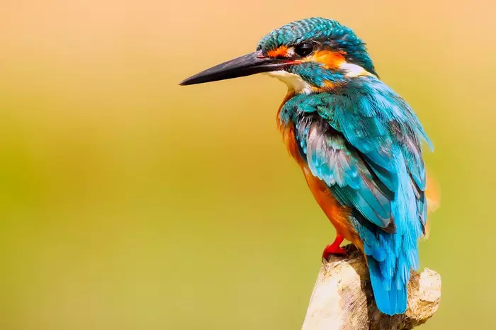 Kingfisher - Nature photography