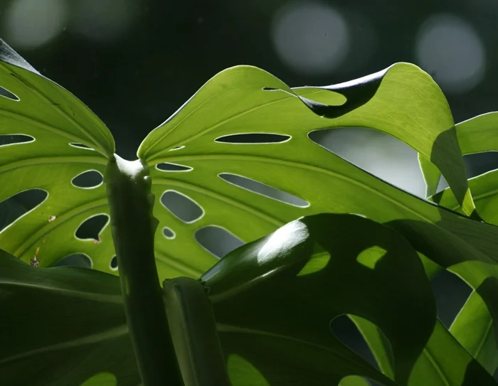 Swiss cheese plant - Monstera deliciosa