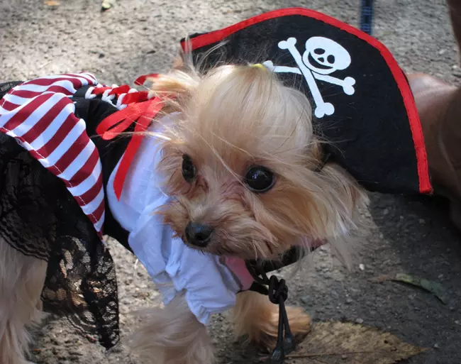 Miniature dog pirate costume