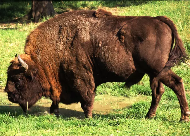 European bison - Bison bonasus