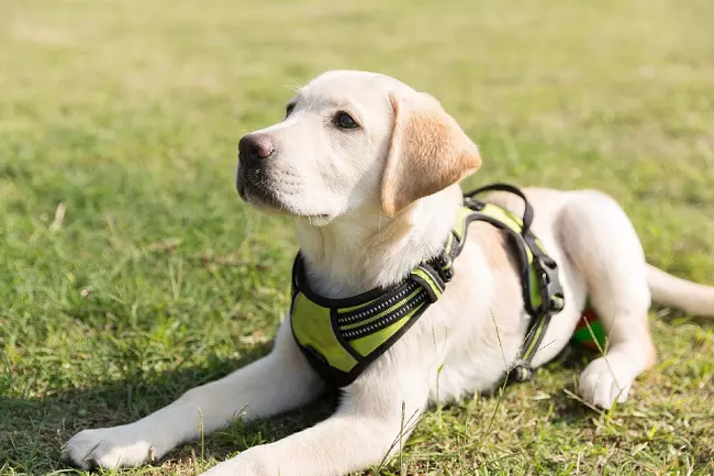 Cute labrador puppy