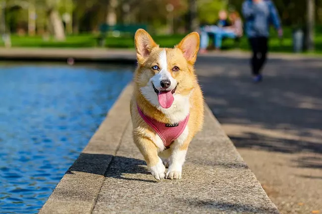 Welsh corgi