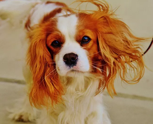 Cavalier King Charles Spaniel