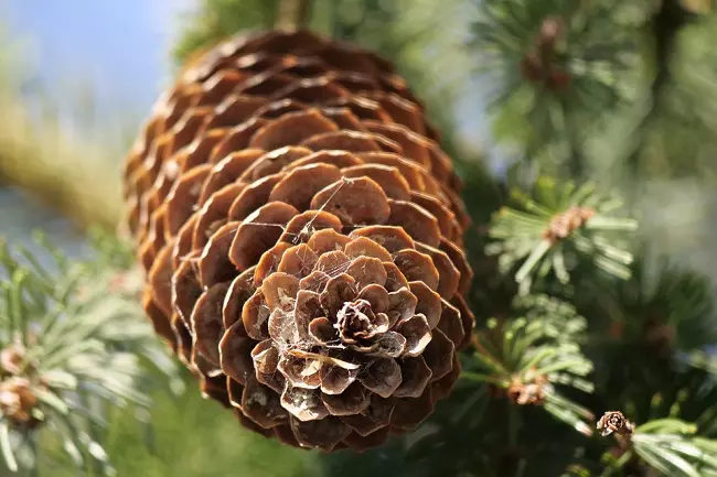 Pine cone