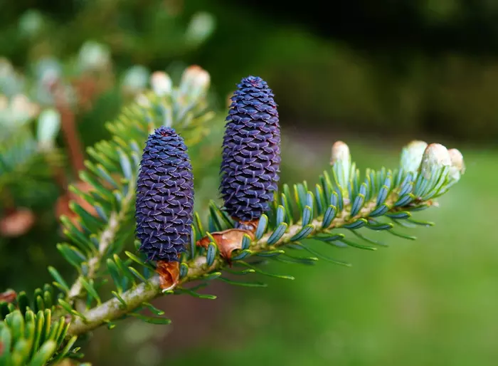 Unusual and unique pine cones