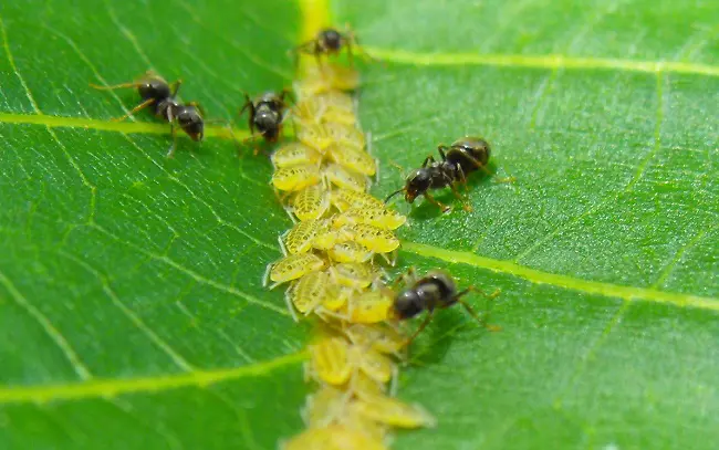 Ants tending their plant lice