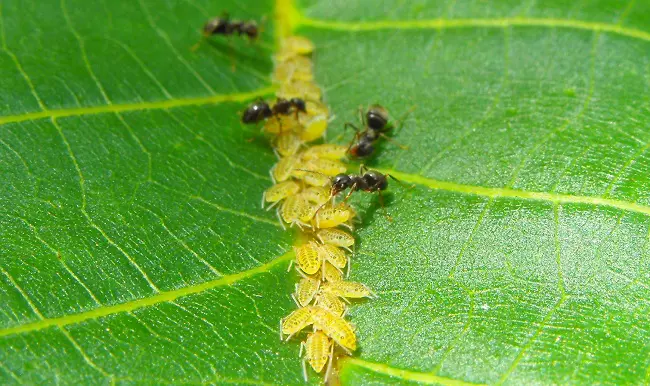 Ants herding aphids