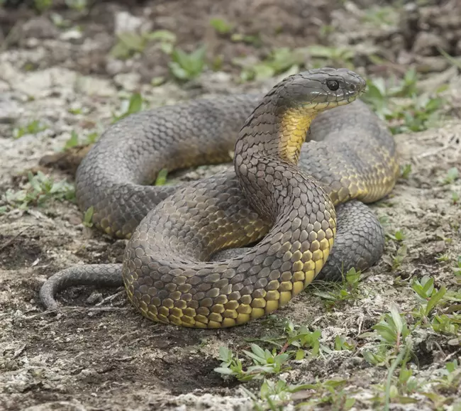 Tiger snake (Notechis scutatus)